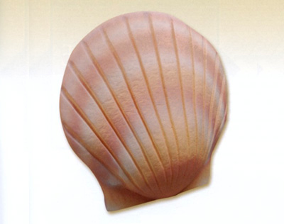 Biodegradable Shell